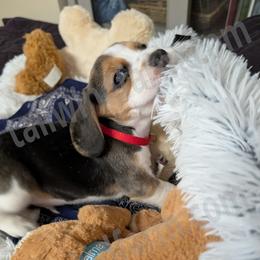 Red - Black tan and white male Beagle puppy in Vallejo, California from Tailwindfarm