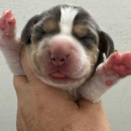 Kiwi - Blue tan and white female Beagle puppy in Rogersville, Missouri from Hales Little Beagle Haven