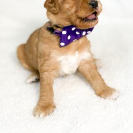 Miss Purple - Red female Australian Labradoodle puppy in Wake Forest, North Carolina from Lucky Country Labradoodles