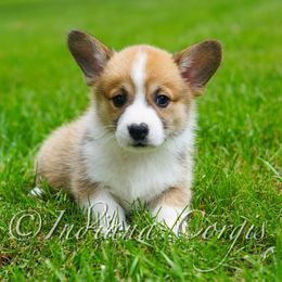 Pembroke Welsh Corgi Puppies from Indiana Corgis LLC
