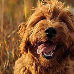 Bernedoodles, Goldendoodles, Poodles, and Sheepadoodles from Kerr Kanine Ranch