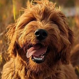 Bernedoodles, Goldendoodles, Poodles, and Sheepadoodles from Kerr Kanine Ranch