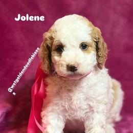 Jolene - Parti female Goldendoodle puppy in Estesburg, Kentucky from Wet Goldendoodle Kisses