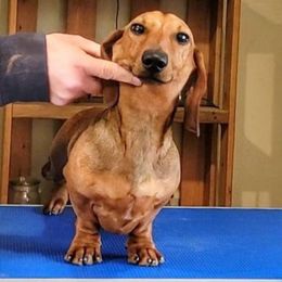 Neo - Red male Dachshund puppy in Mountain Grove, Missouri from Blueprint K9 Dachshunds- www.BlueprintK9.com