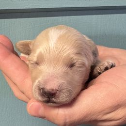 Romeo - Maltipoo puppy from Durham's Designer Poos