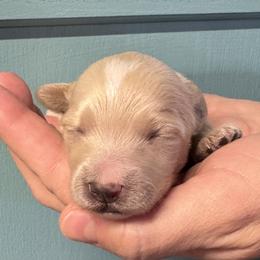 Romeo - Maltipoo puppy from Durham's Designer Poos