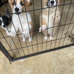Pembroke Welsh Corgi Puppies from Dalton Family Corgis