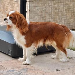 Finn - Blenheim male Cavalier King Charles Spaniel puppy in Katy, Texas from True Heart Cavaliers LLC