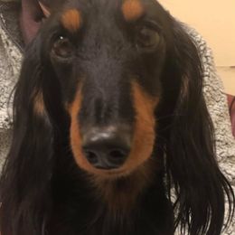 Dachshunds from Dash'N Doxies Miniature Longhair Dachshunds