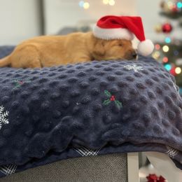 Santa - Dark golden male Golden Retriever puppy in Salt Lake City, Utah from Soaring golden retrievers