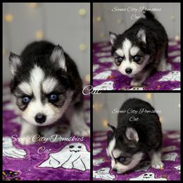 The Cat - Black and white male Pomsky puppy in Rossville, Georgia from Scenic City Pomskies