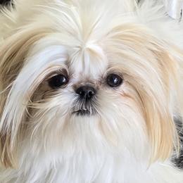 Romeo - Shih Tzu