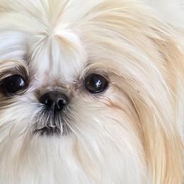 Romeo - Shih Tzu