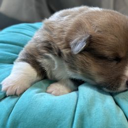 Boy 2 - Blue Pembroke Welsh Corgi puppy in Oregon from Dream Giver Corgis