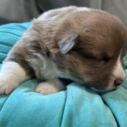 Boy 2 - Blue Pembroke Welsh Corgi puppy in Oregon from Dream Giver Corgis