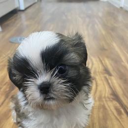 Shih Tzu Puppies from Willow Lane Shih Tzus