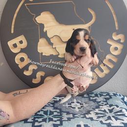 Green collar - Black white and brown male Basset Hound puppy in Alton, Illinois from Show Me Great Danes and Basset Hounds