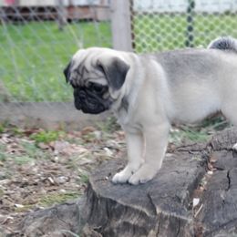 Pug Puppies from Ava's Pugs