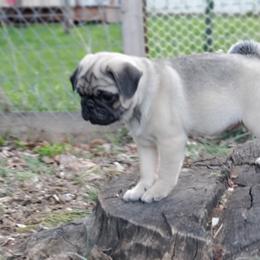 Pug Puppies from Ava's Pugs