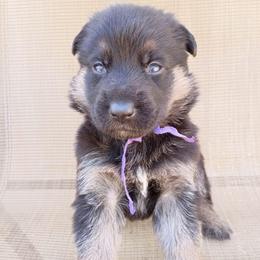Purple Girl - Black and tan female German Shepherd puppy in La Pine, Oregon from Granville/Diamond Peak German Shepherds