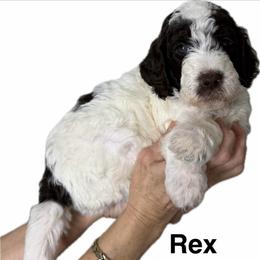 Boy 6 Rex - Parti male Goldendoodle puppy in Newark, Ohio from Valleydayle Doodles and Wheatens