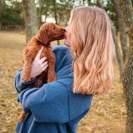 Goldendoodle Puppies from Bows & Ties Doodles