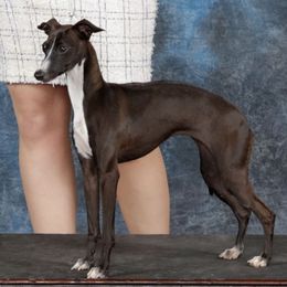 Cher - Italian Greyhound