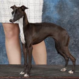 Cher - Italian Greyhound