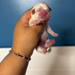 Boy 1 - Cream and white male Shih Tzu puppy in Roseville, Michigan from Diamond Paws LLC