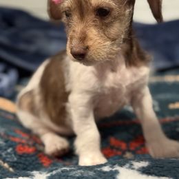 Rosie - Piebald female Dachshund puppy in Hutchinson, Kansas from Dappled Danes