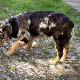 Australian Shepherd Puppies from Shaina’s Shepherds