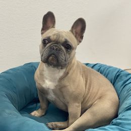 Tink - French Bulldog