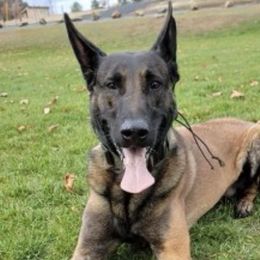 Belgian Malinois from Bailie’s Six Dog Ranch