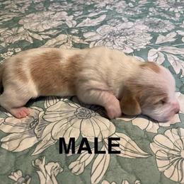 Jed - Lemon and white male Basset Hound puppy in Daleville, Alabama from Home Grown Basset Hounds of Alabama