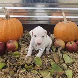 Lua White Orange Boy - White and orange male Dalmatian puppy in Conrath, Wisconsin from JSF Dalmatians LLC