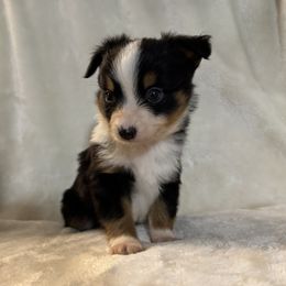 Toy Australian Shepherd Puppies from 4LH Australian shepherds