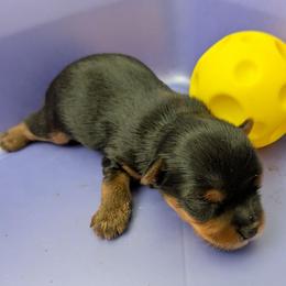 Phil - Black and gold male Yorkshire Terrier puppy in Gatesville, Texas from KontryKritterz Yorkies