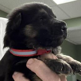 Boy 4 - male German Shepherd puppy in Hancock, New Hampshire from Kysarah German Shepherds