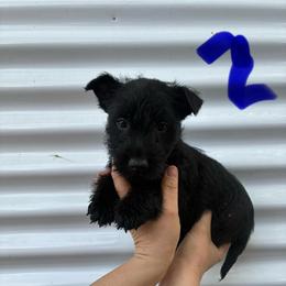 Boy - Black male Scottish Terrier puppy in Chattanooga, Tennessee from Oodles of Cuties!