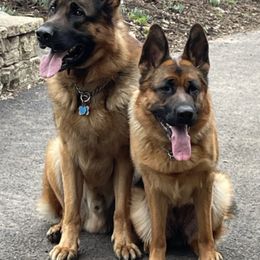 German Shepherds from New Germany Shepherds