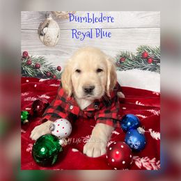 Golden Retriever Puppies from Ruff Life Goldens