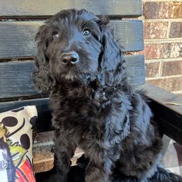Ash - Black male Goldendoodle puppy in Charlotte, North Carolina from Hopeful Heart Doodles