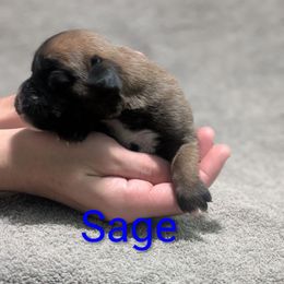 Sage - Fawn female Boxer puppy in New Holland, Pennsylvania from Shady Rill puppies