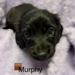 Murphy - Black male Dachshund puppy in Huntington, Arkansas from Rockstar.Weiners