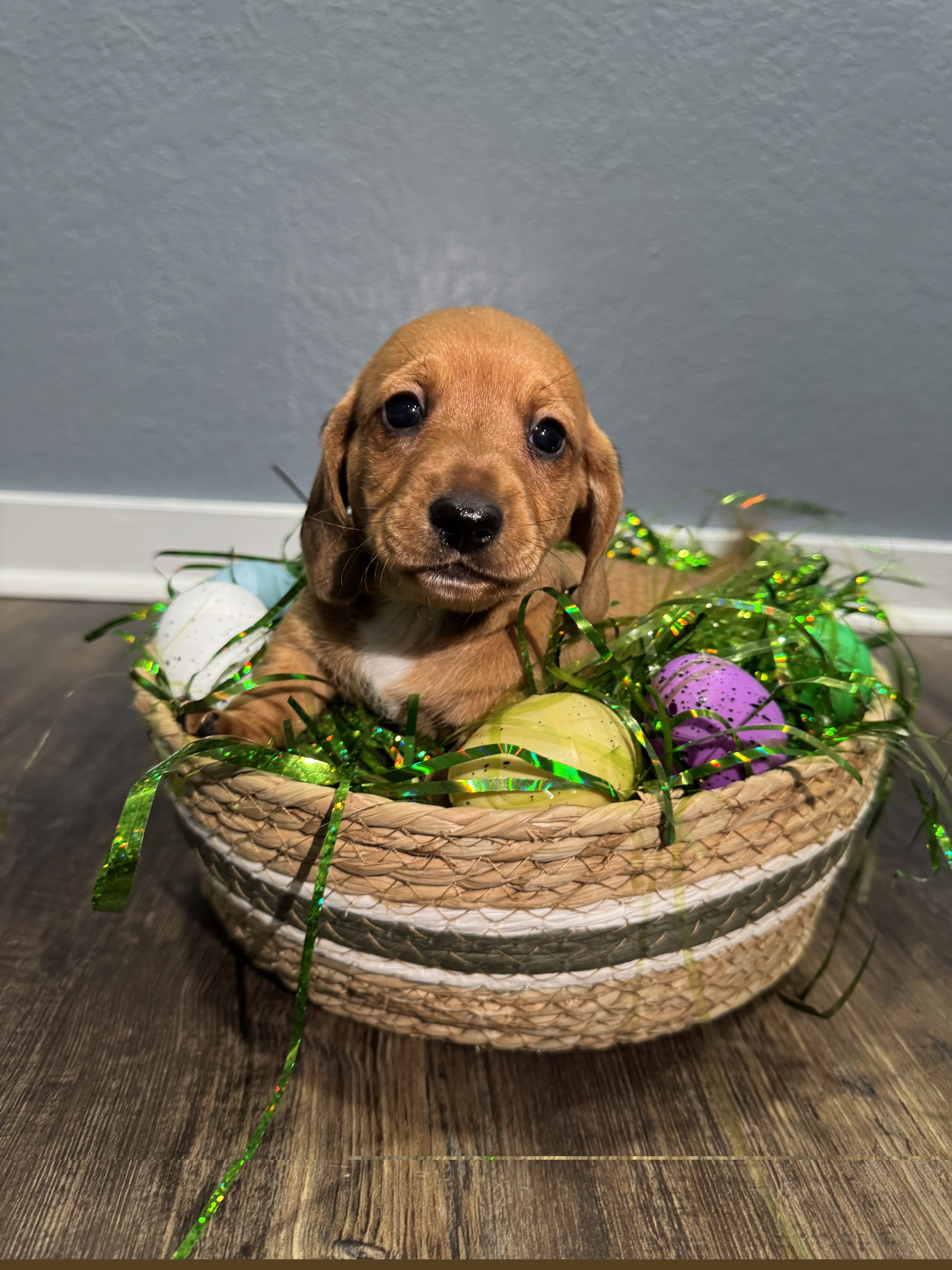 Dachshund Puppies from Riverside Mini Weenies