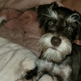 Miniature Schnauzers from Shadow's Miniature Schnauzers