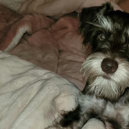 Miniature Schnauzers from Shadow's Miniature Schnauzers