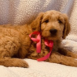 Goldendoodle Puppies from Mountainside Goldendoodle