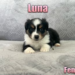 Miniature American Shepherd and Miniature Australian Shepherd Puppies from Regal Miniature American Shepherds | Regal Miniature Australian Shepherds