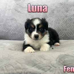 Miniature American Shepherd and Miniature Australian Shepherd Puppies from Regal Miniature American Shepherds | Regal Miniature Australian Shepherds